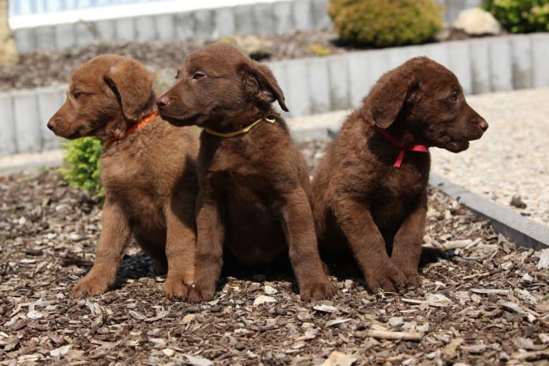 Meet the Chesapeake Bay Retriever mix puppies