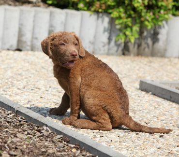 Meet the Chesapeake Bay Retriever mix puppy