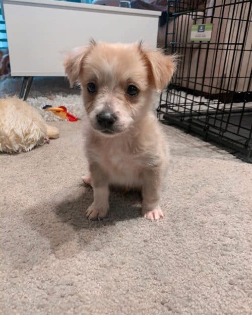 Chihuahua mix What you need to know K9 