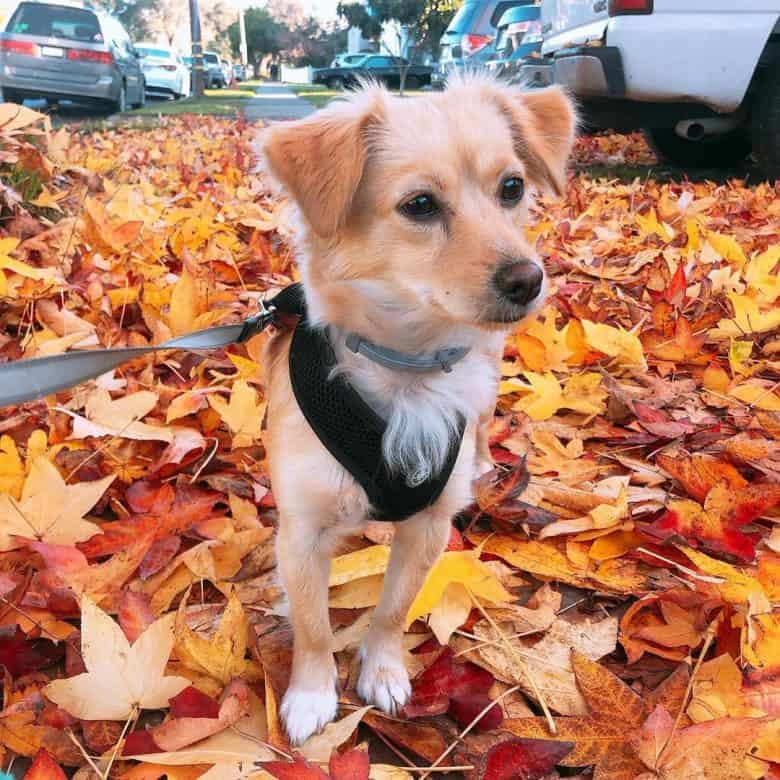 Meet Liaa, the Chihuahua & Golden Retriever mix