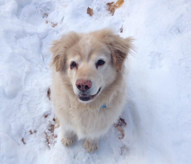 Chow & Golden Retriever mix