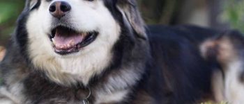 Meet the Corgi Alaskan Malamute mix
