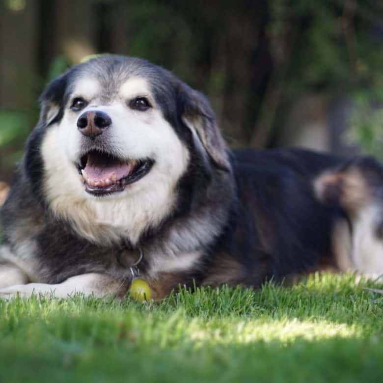 what mix is a alaskan malamute