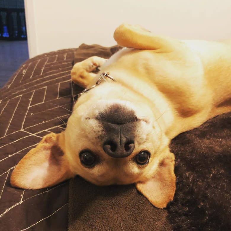 Corgi Chihuahua mix: What you need to know - K9 Web