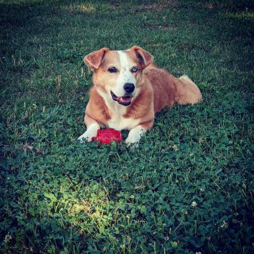 Meet Pennypie, the Corgi Beagle