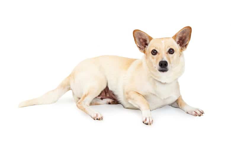 Corgi Chihuahua mix: What you need to know - K9 Web