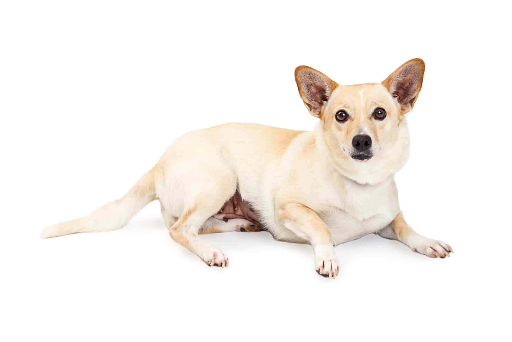 Corgi shop cross chihuahua