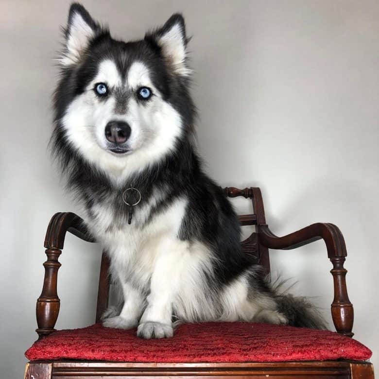 Meet Bella, the Corgi Husky mix