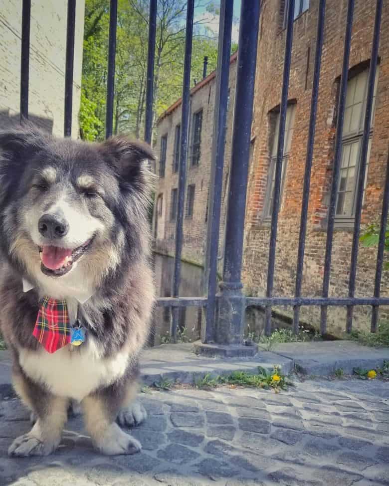 Meet Kona, the Corgi Malamute mix