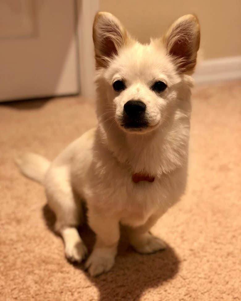 Meet Komi, the Corgi Samoyed mix