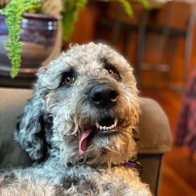 great dane mixed with poodle