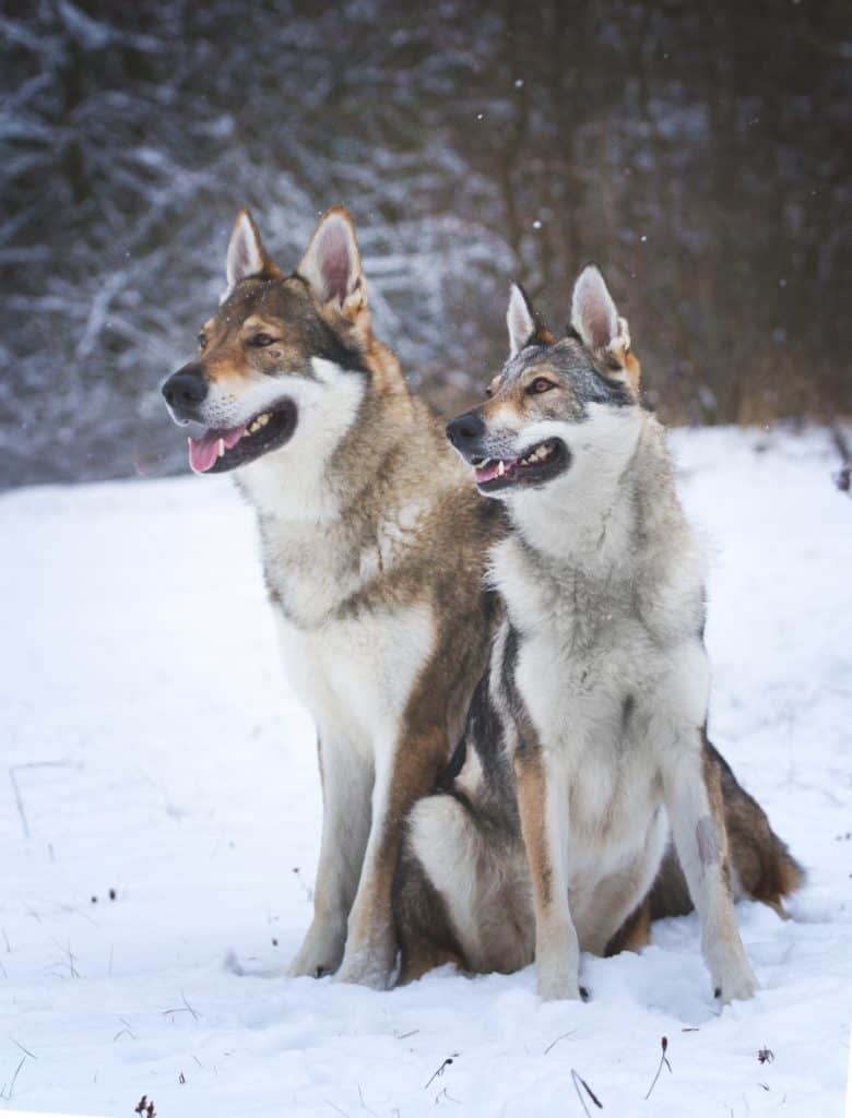 Meet the Czechoslovakian Wolfdog