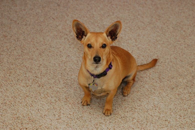 A Dachshund Corgi mix posing for the camera