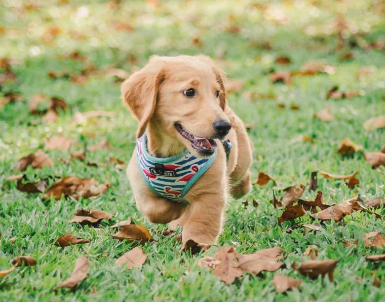 Dachshund Golden Retriever mix
