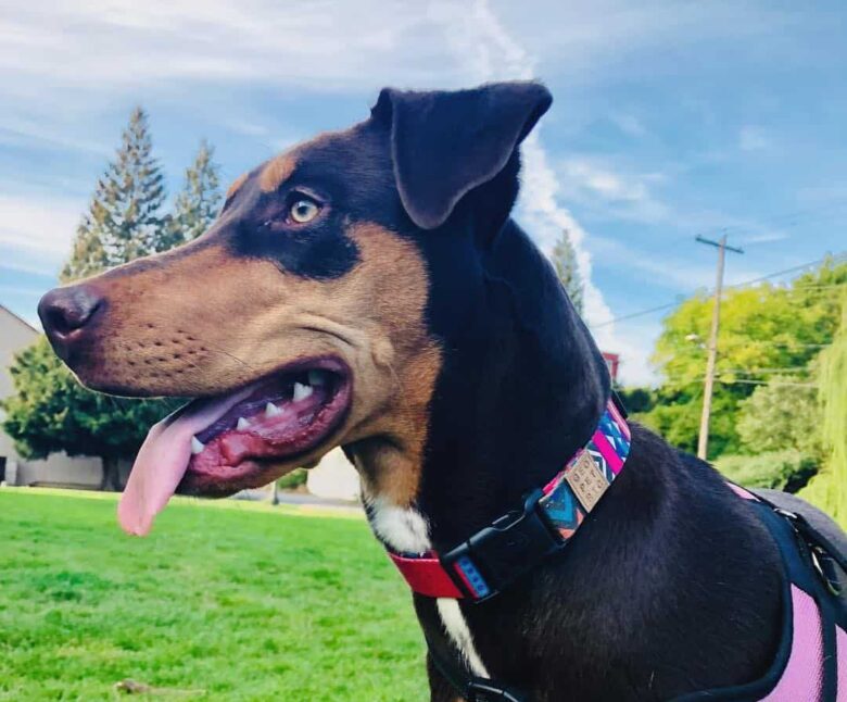 Meet Mocha, the Doberman & Golden Retriever mix