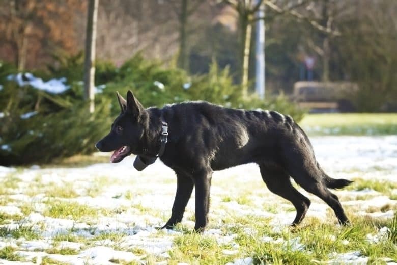 A Doberman German Shepherd mix dog sneaking