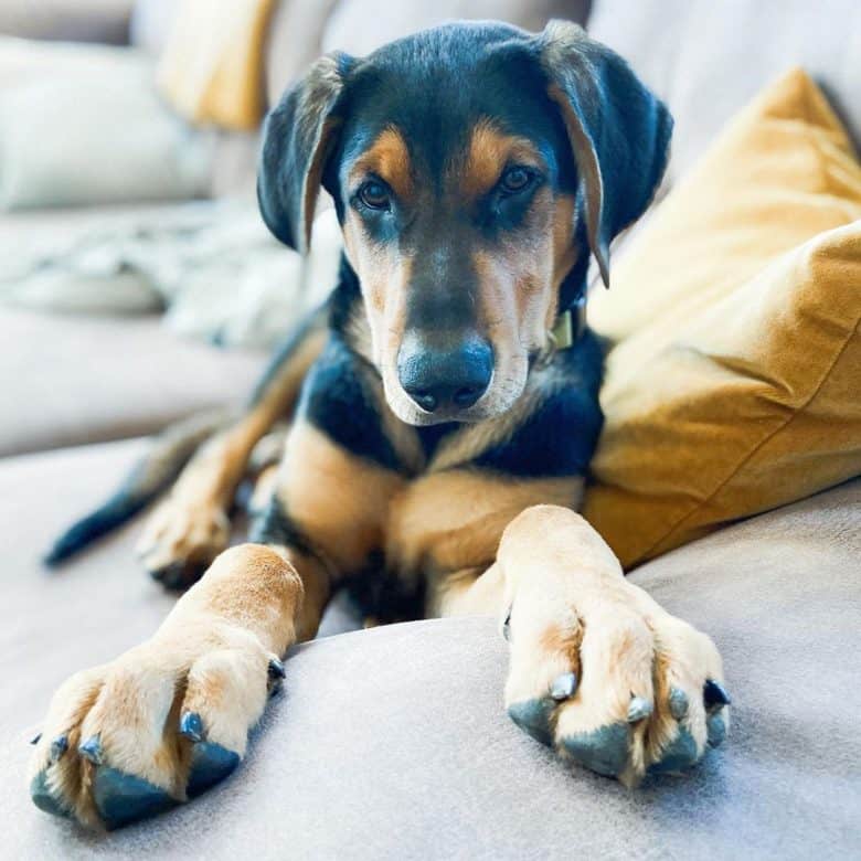 Es la mezcla de pastor alemán y doberman el perro para ti