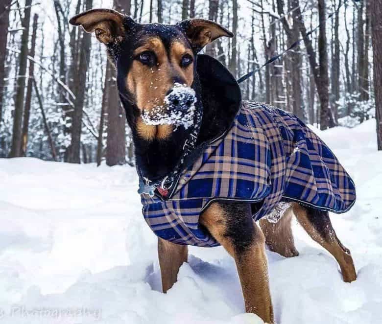 Doberman Shepherd mix dog enjoying the snow