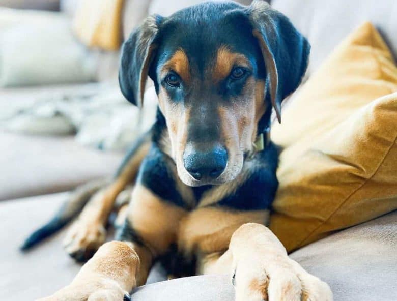 Doberman Shepherd dog lying on the couch