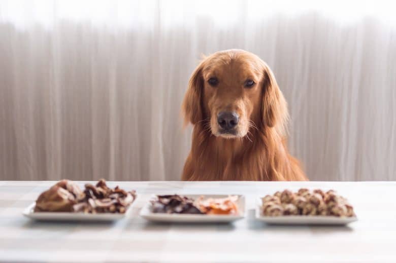 Dog food for Golden Retriever