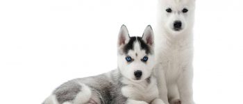 Meet the dogs that look like wolves