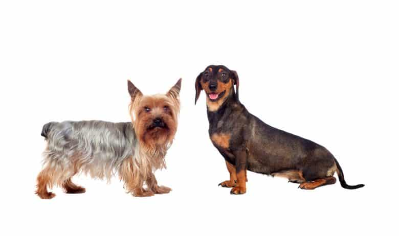 Dotson yorkie sales