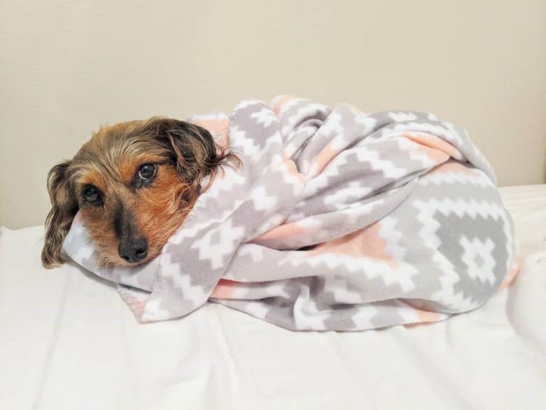 A Dorkie getting snuggly with its blanket