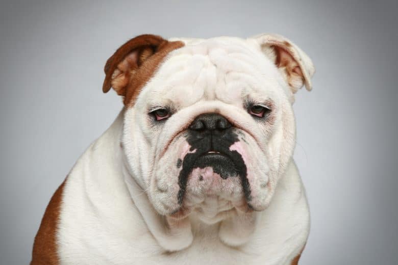 Meet the cute English bulldog