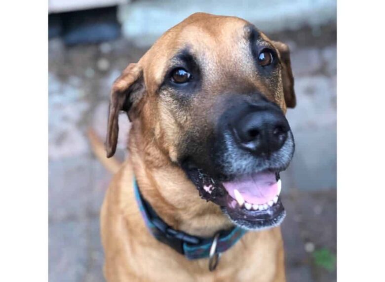 Meet Kahlua, the English Mastiff & Golden Retriever mix