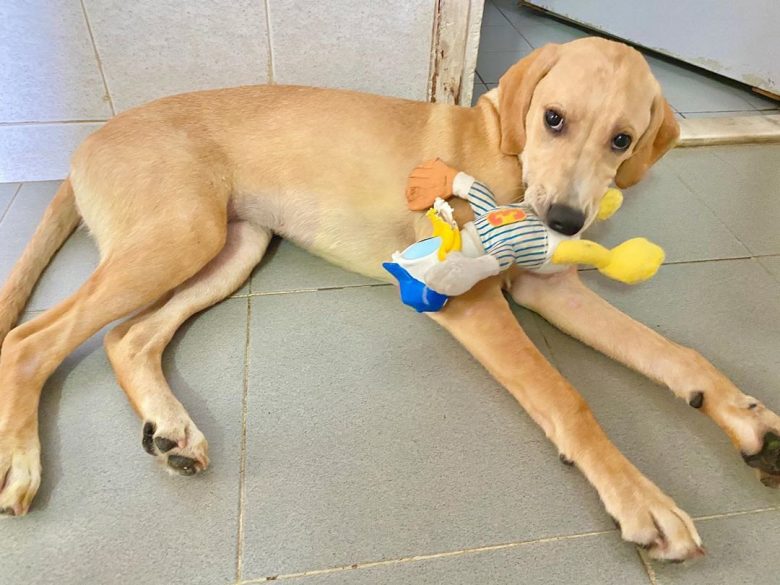 golden retriever pointer