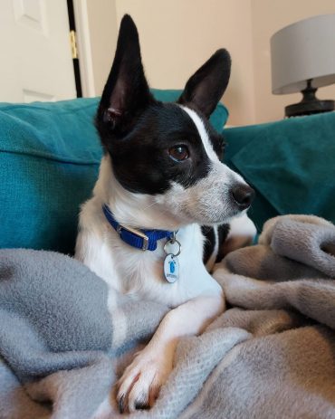 Exercise and training for a Jack Chi dog