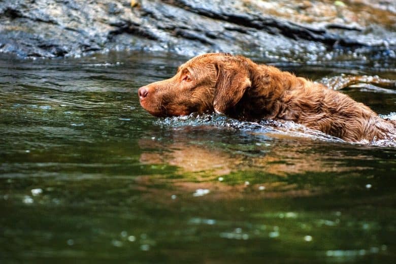 chesapeake bay retriever shedding