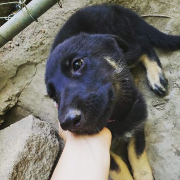 Meet Navie, the Miniature German Shepherd mix