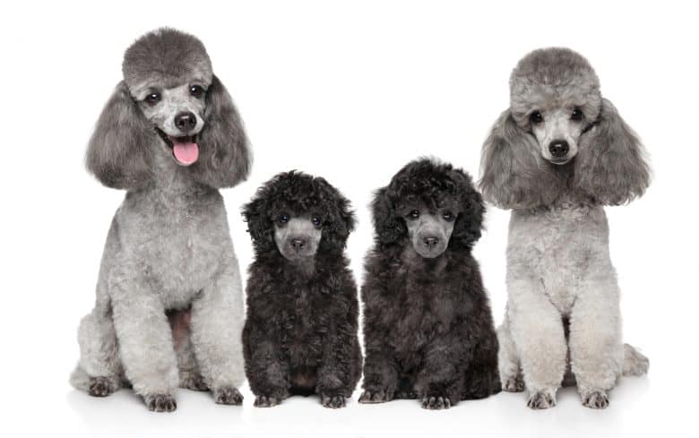 Meet the family of Grey Poodles