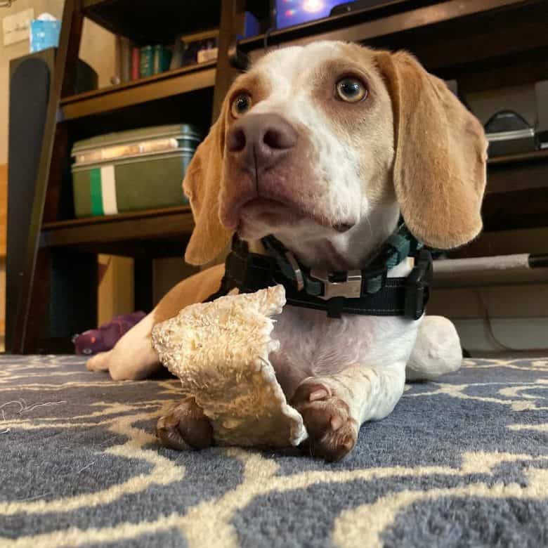 Meet Biscuit, the toy Beagle