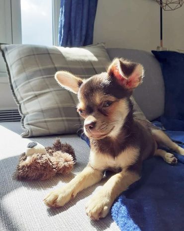 Meet Penelope, the Jack Chi