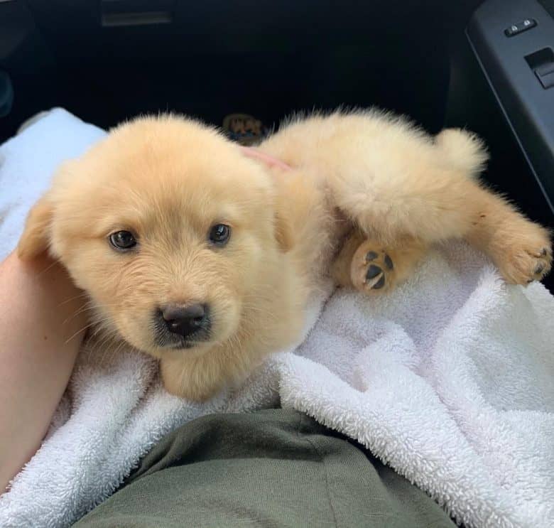 chow chow golden retriever puppy