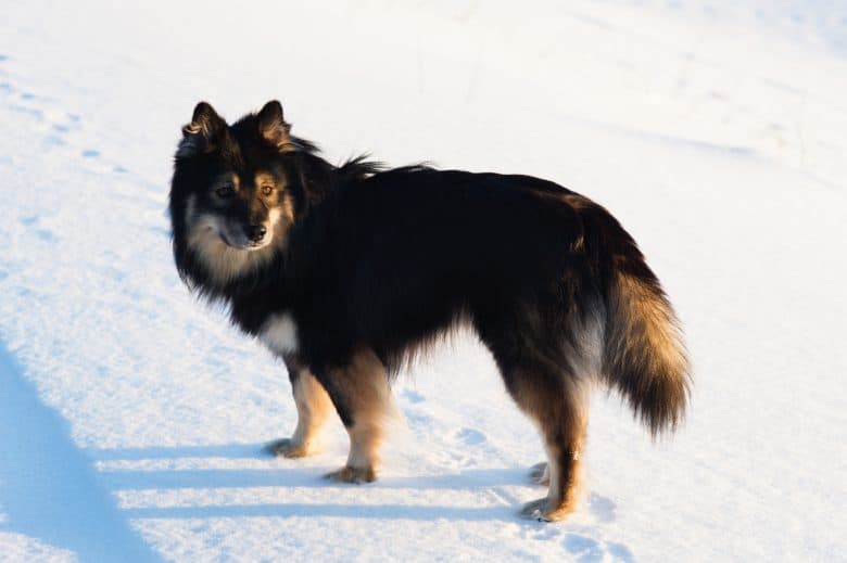Meet the Finnish Lapphund