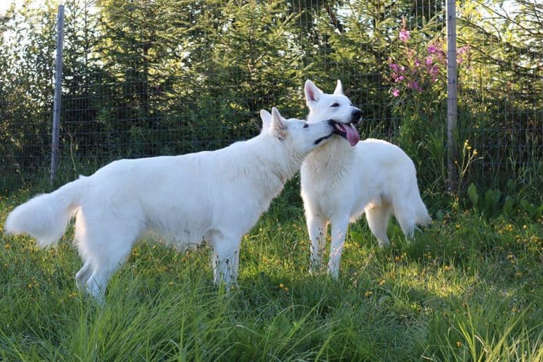 Meet Shiro and Teresa, the White Swiss Shepherds