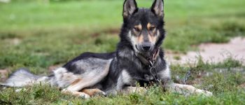 Meet the German Shepherd Wolf mix