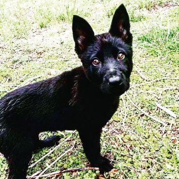 black wolf dog hybrid puppies