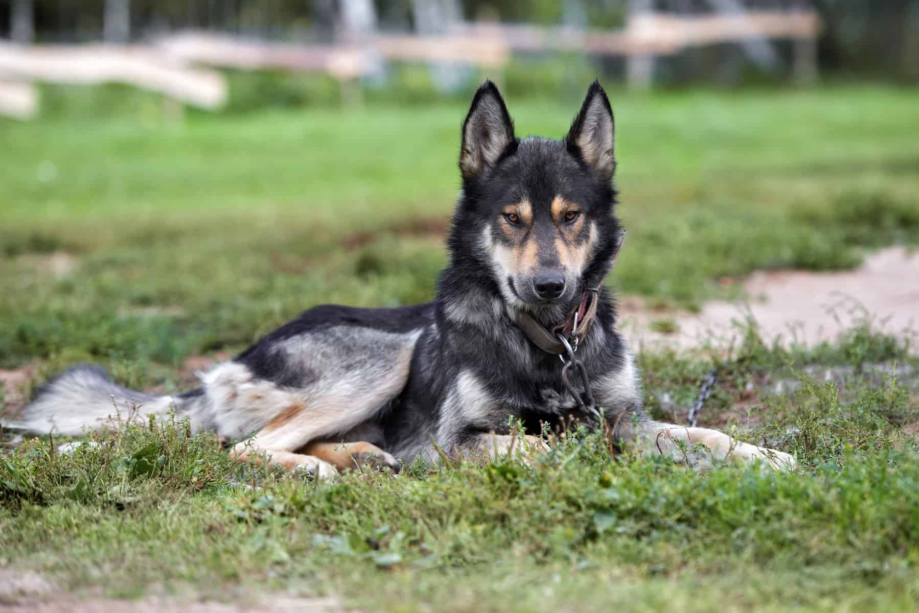 Your ultimate guide to the German Shepherd Wolf mix - K9 Web