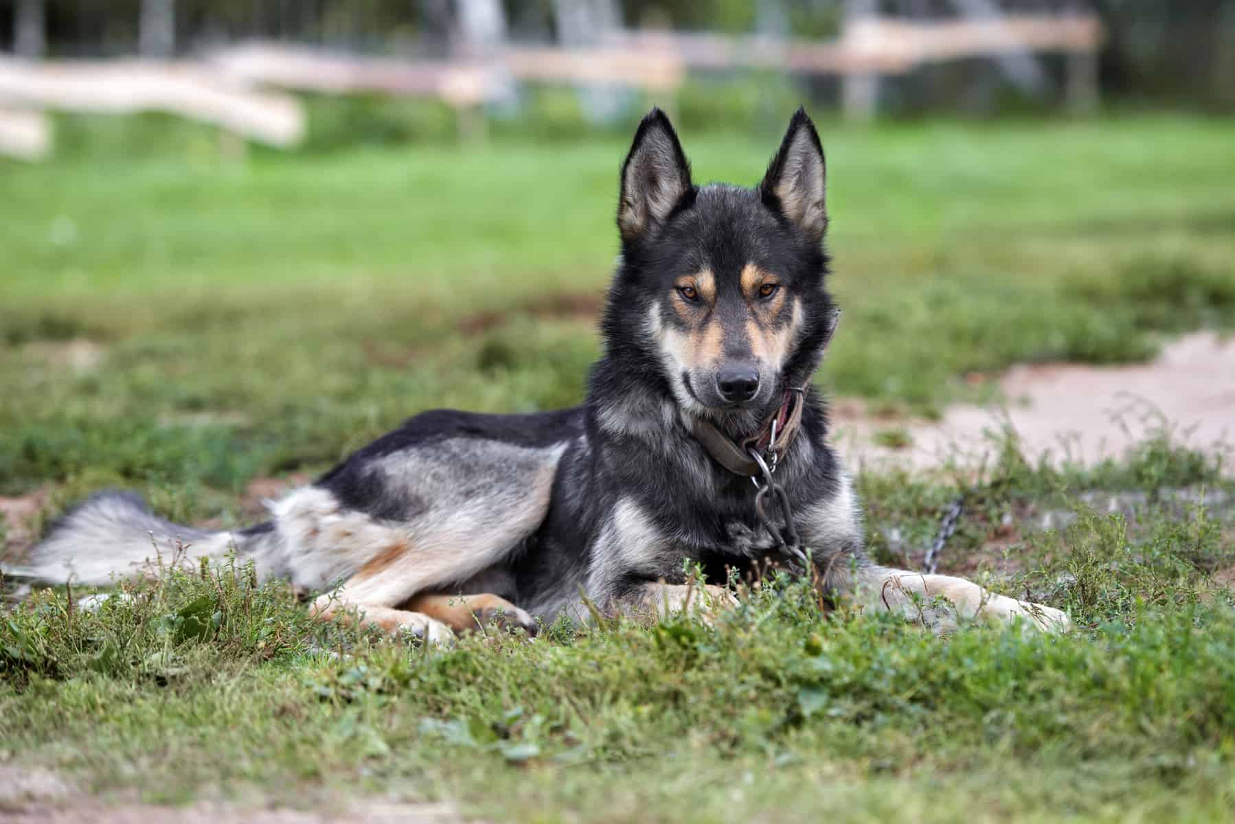 White German Shepherd Wolf Hybrid