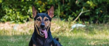 Meet German Shepherd Doberman mix dog