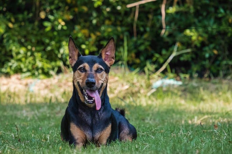 Cane misto pastore tedesco Doberman