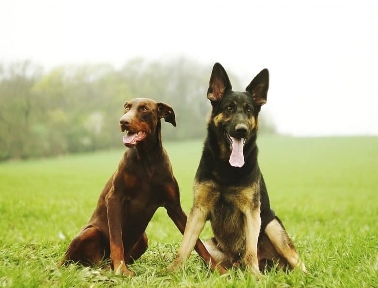 Misto pastore tedesco Doberman