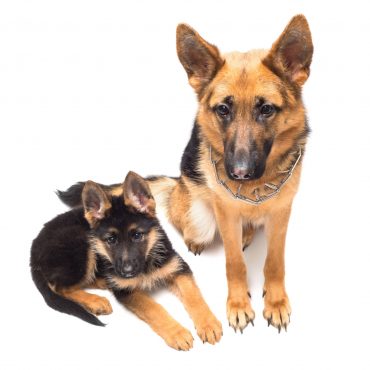 Miniature German Shepherd vs German Shepherd