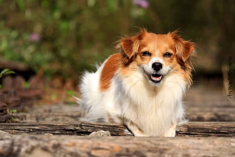 Meet Cookie, the Papillon Chihuahua mix