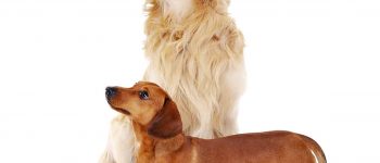 Meet the Dachshund and Golden Retriever mix