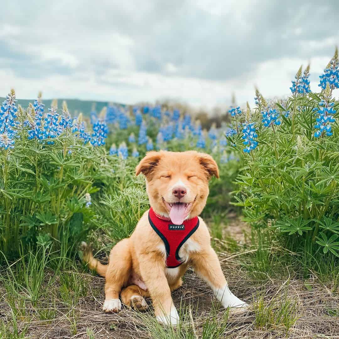 Australian Retrievers QuickWitted and Full of Fun K9 Web